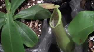 Insect Eating Plant  Exciting Kid Science [upl. by Koch]