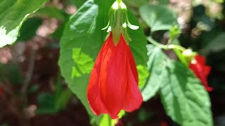 Malvaviscus Arboreus Cav  Flowering Shrubs amp Trees  🇵🇦 Panama [upl. by Yentroc]