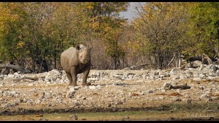 Exploring Namibia Ep2 A Beautiful Wet and Wild Etosha [upl. by Fesoj]