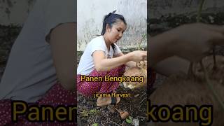 Jicama Harvest farming agriculture garden jicama satisfying jangkauanluas [upl. by Nereus]