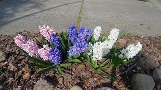 How to grow hyacinths with all updates [upl. by Cristina]