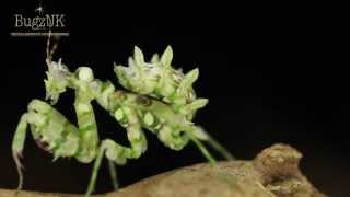 BugzUK Species Profile  Pseudocreobotra wahlbergii Spiny Flower Mantis [upl. by Reyotal]