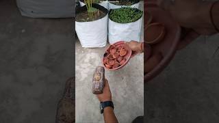 Diwali diya reuse ideas  How to reuse old diyas in gardening [upl. by Roshan]