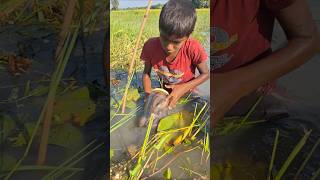 Wow Catching Huge Deshi Catfish by Plastic Bottle Trap in Beel bottletrapfishing catchfish [upl. by Wurst36]