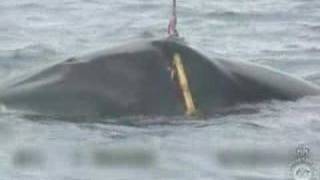 Guardian Graphic footage of Japanese whaling released [upl. by Pironi]