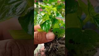 How To Grow Small Plant 🌱  Small Plant  shorts shortsfeed youtubeshorts [upl. by Kalle]