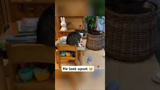 This cat want attention 😂 youtube cat meaow funnycat bts meows bts funnyanimals funny yt [upl. by Hannahs]