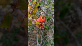 Abelha Apis mellifera abelha europeia  na flor de Jatropha mutabilis pinhão de seda [upl. by Nuahsor96]