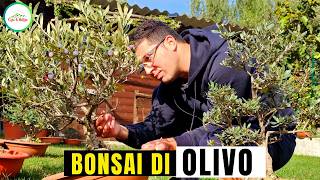 Bonsai Di Olivo  Come Creare un Bonsai di Ulivo da Zero  Tutto Quello che Devi Sapere per Iniziare [upl. by Harden457]