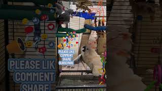 Bird Fight  Angry Bird  Cockatoo Fighting with Gray  Funny Parrot birds viral cockatoo [upl. by Anilorac]