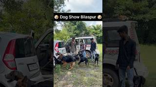 Dog Show Bilaspur dogshow doglover petlover bilaspur shorts [upl. by Fries]