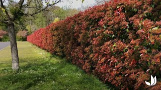 Le photinia  plantation et entretien  Truffaut [upl. by Vieva]