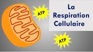 La Respiration Cellulaire [upl. by Wulfe]