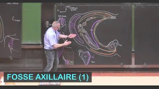 Anatomie de la fosse axillaire 1 Membre supérieur 4 [upl. by Marcelle]