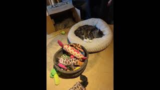 In a cat cafe Sweden Stockholm Neeru Sharma Yog Garima [upl. by Suoiluj711]