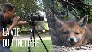 15 Les renards du cimetière [upl. by Eislrahc]