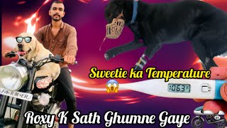 Roxy K Sath Ghumne Gaye🔥Sweetie Ka Temperature🤒Dog Fever Treatment At HomeParvo Virus M kya Kare [upl. by Enohpets]