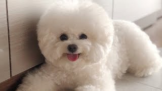 Cute Bichon Frise Puppies Videos Compilation – Cute And Funny Bichon Frise Moments 3 [upl. by Gnues]