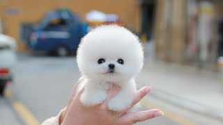 Teacup White Pomeranian DOROTHY │ Miniteacuppuppy │ Puppies for sale [upl. by Hattie]