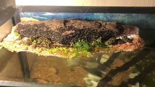 Easy DIY Aquarium with Floating Styrofoam Island for Fish and Invertebrates [upl. by Annaerda]