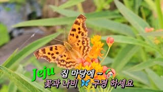 Jeju 집 마당에  🏡 꽃과 나비 🦋 구경 하세요 [upl. by Anilac3]