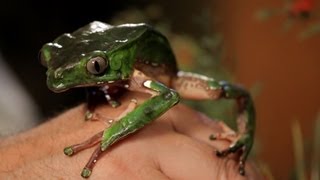 3 Care Tips for Waxy Monkey Frogs  Pet Reptiles [upl. by Isa551]