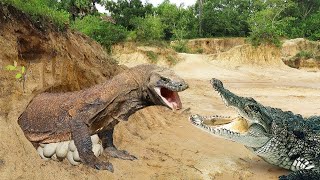 DRAGÃO de Komodo VS CROCODILO Cubano  DESCUBRA quem VENCE [upl. by Harrad4]