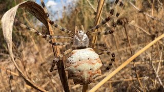 Argiope Lobata  Loplu örümcek [upl. by Aihsiyt]