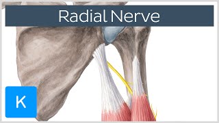 Radial Nerve  Branches Course amp Innervation  Human Anatomy  Kenhub [upl. by Thaxter]