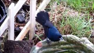 Semillerito Negriazulado macho  Volatinia jacarina  Male Blue gray Grassquit [upl. by Lipcombe]