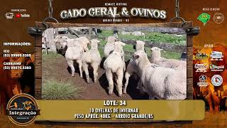 LOTE 34  10 OVELHAS DE INVERNAR  PESO APROX 40KG  ARROIO GRANDERS [upl. by Haet230]