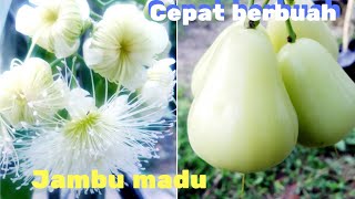 Cara pemupukan jambu madu agar cepat berbuah [upl. by Keyser]