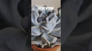 Echeveria lilacina Thriller pearl  Эхеверия лилацина Триллер Перл FlowersLand [upl. by Arza]