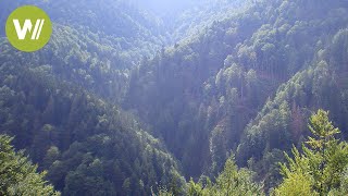 Wilde Karpaten SemenicNationalpark in Rumänien  Europas Urwälder Folge 4 [upl. by Eceer425]