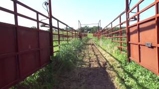 sorting gates at bison corrals [upl. by Essilrahc926]