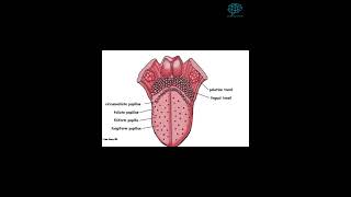 Cuántas papilas gustativas hay en la lengua [upl. by Gorges]