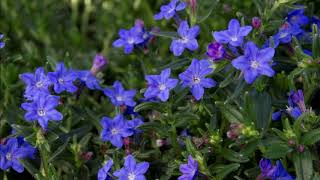 Lithodora diffusa [upl. by Survance]