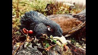 Winterjagd in Schweden 2018 auf Birkhahn und Auerhahn [upl. by Cairistiona]