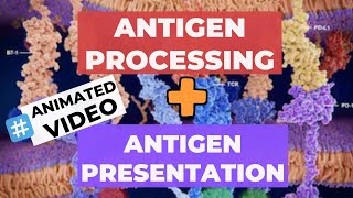 Antigen Processing and Presentation ANIMATION  Exogenous Pathway amp Endogenous Pathway [upl. by Ihab26]