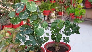 How to Grow and Care Aralia Plant in Summer  Fun Gardening [upl. by Klepac]