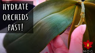 How to rehydrate Orchids fast  Orchid Care Quick Tips [upl. by Ilocin234]