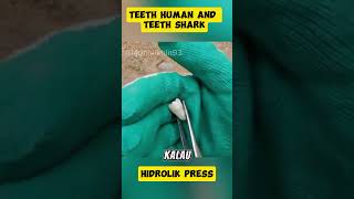 Teeth Human and Teeth Shark shortvideo feedshorts hidraulicpress shortsfeed fyp [upl. by Miru]