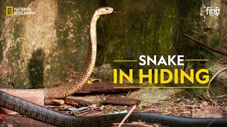 Snake in Hiding  Snakes in the City  हिन्दी  Nat Geo Wild [upl. by Stubbs414]