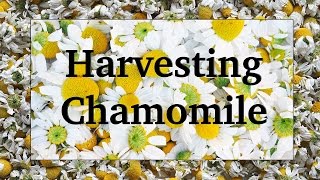 Harvesting and Drying Chamomile [upl. by Warford961]