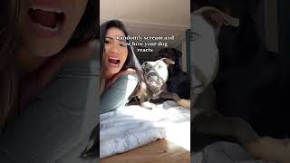 Suddenly screaming to see how the dog reacts music dog funny funnyshorts funnyvideo [upl. by Esorrebma]