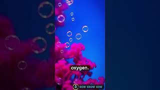 How Did the Oxygen Levels Stabilize in the Atmosphere [upl. by Alicia]