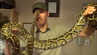 My pet Burmese Python Yaninda has grown  Molurus Bivittatus [upl. by Aramad266]