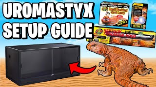 Uromastyx Setup for Beginners [upl. by Nwatna]