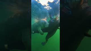 🌊 Unbelievable Underwater Surprise 🐋 The Manatee Hug That Defied the Law [upl. by Boutis]