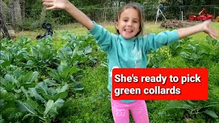 Picking green collards with our little buddy [upl. by Nner844]